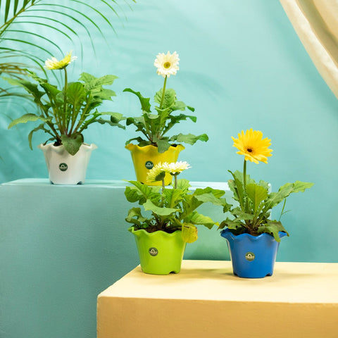 TrustBasket Blossom Pot 6-inch Table Top Planter Pot (Pack of 4)