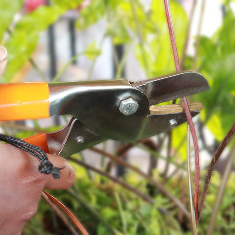 Garden Equipment & Accessories Online - TrustBasket Royal cut crum finish garden secateurs