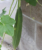 Ridge gourd seeds (Hybrid)