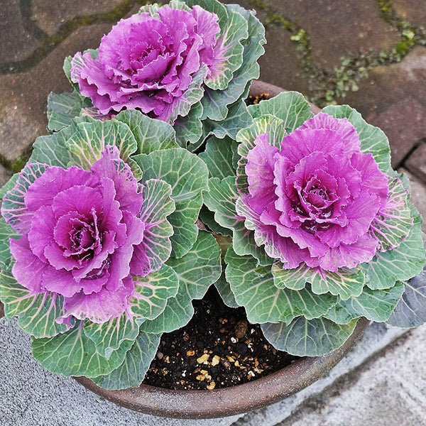Flowering kale on sale