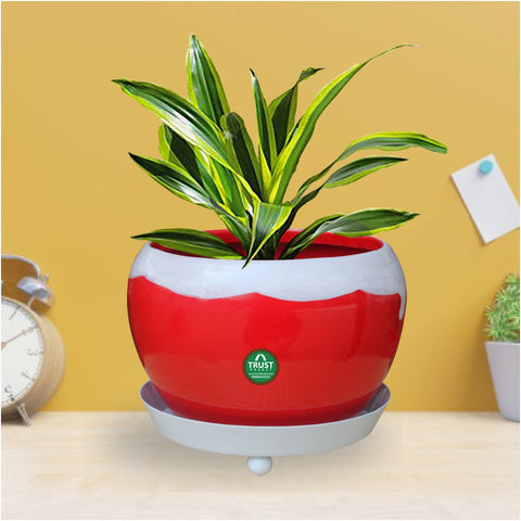 All Pots & Planters - Table Top Planter Bowl With Saucer