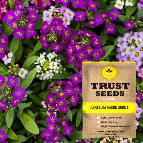 Seeds to start in August Month - Alyssum mixed seeds (Hybrid)