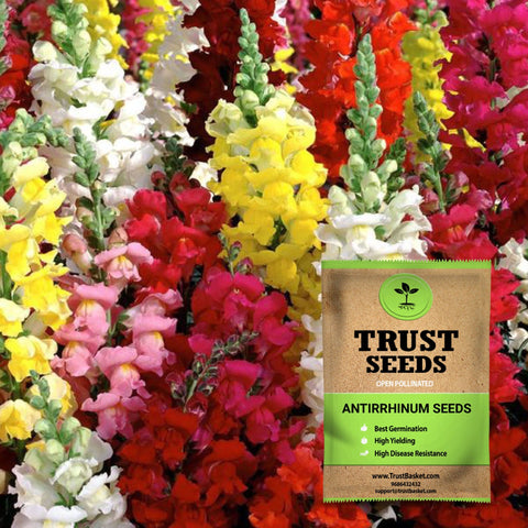 Products - Antirrhinum seeds (Open Pollinated)