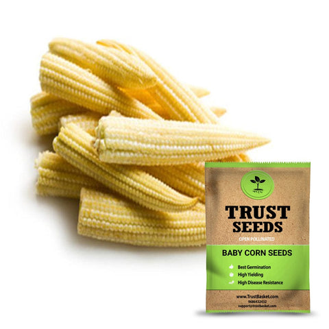 Buy Best Baby Corn Plant Seeds Online - Baby corn seeds (Open Pollinated)
