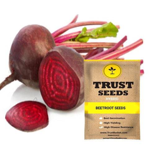 Seeds to start in August Month - Beetroot seeds (Hybrid)