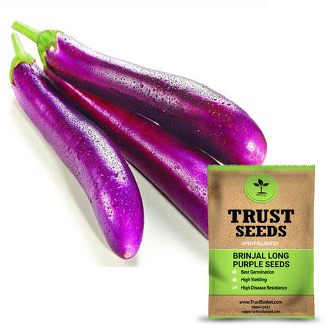 Buy Best Brinjal  Plant Seeds Online - Brinjal long purple seeds (OP)
