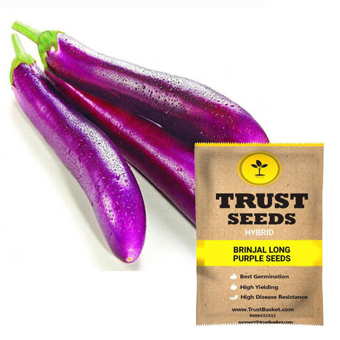 Buy Best Brinjal  Plant Seeds Online - Brinjal long purple seeds (Hybrid)