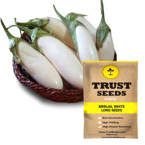Buy Best Brinjal  Plant Seeds Online - Brinjal white long seeds (Hybrid)