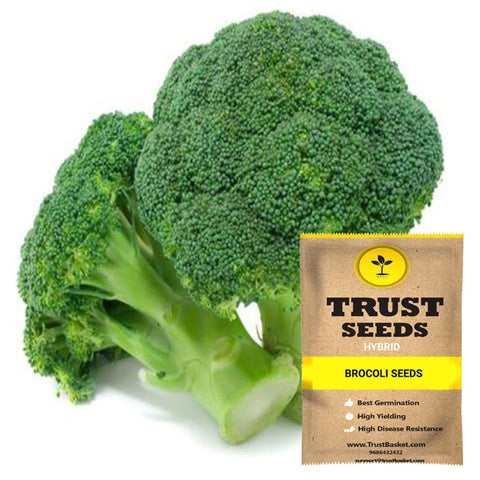 Seeds to start in August Month - Brocoli seeds (Hybrid)