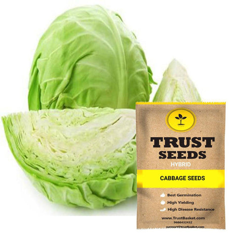 Buy Best Cabbage Plant Seeds Online - Cabbage seeds (Hybrid)