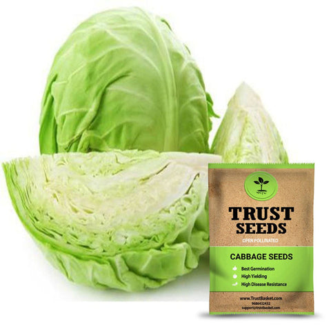 Buy Best Cabbage Plant Seeds Online