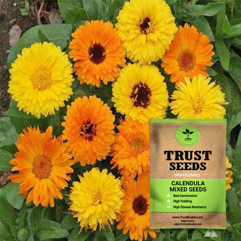 Seeds to start in August Month - Calendula mixed seeds(Open Pollinated)