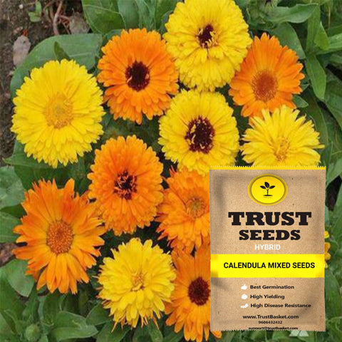 Seeds to start in August Month - Calendula mixed seeds (Hybrid)