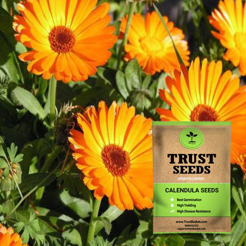 Seeds to start in August Month - Calendula seeds(Open Pollinated)