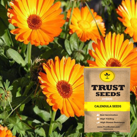 Seeds to start in August Month - Calendula seeds (Hybrid)
