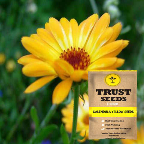 Buy Best Calendula Plant Seeds Online - Calendula yellow seeds (Hybrid)