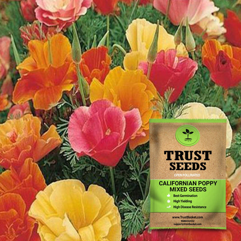 Buy Best Californian Plant Seeds Online - Californian poppy mixed seeds (OP)