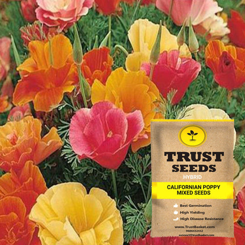 Buy Best Californian Plant Seeds Online - Californian poppy mixed seeds (Hybrid)