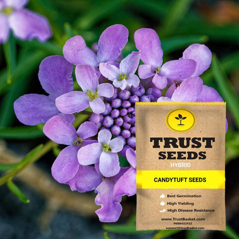 Gardening Products Under 599 - Candytuft Seeds (Hybrid)
