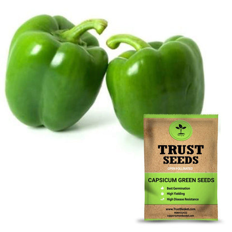 Seeds to start in August Month - Capsicum green seeds(Open Pollinated)