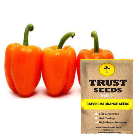 Seeds to start in August Month - Capsicum orange Seeds(Hybrid)