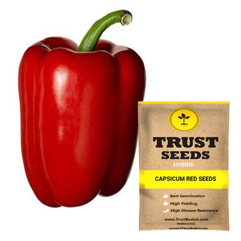 Seeds to start in August Month - Capsicum red Seeds (Hybrid)