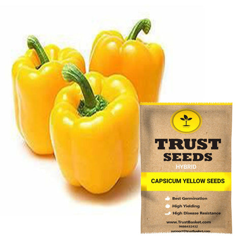 Seeds to start in August Month - Capsicum yellow seeds (Hybrid)