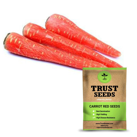 Seeds to start in August Month - Carrot red seeds (Open Pollinated)