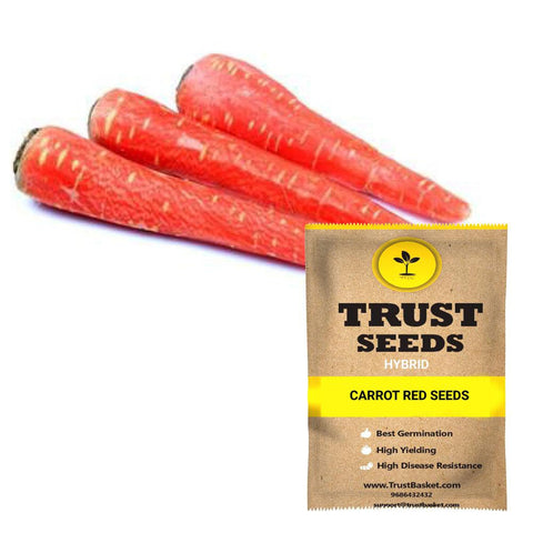 Seeds to start in August Month - Carrot red seeds (Hybrid)