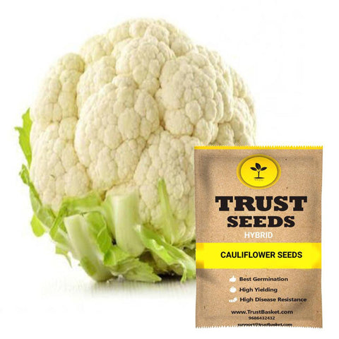 Gardening Products Under 299 - Cauliflower seeds (Hybrid)