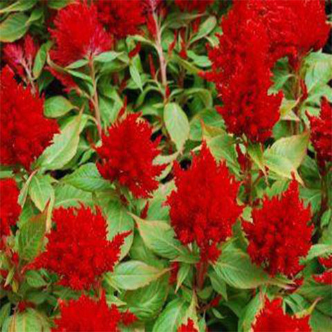 Buy Best Celosia Plant Seeds Online - Celosia plumosa red seeds (Hybrid)