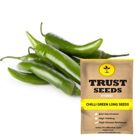 Seeds to start in August Month - Chilli green long seeds (Hybrid)