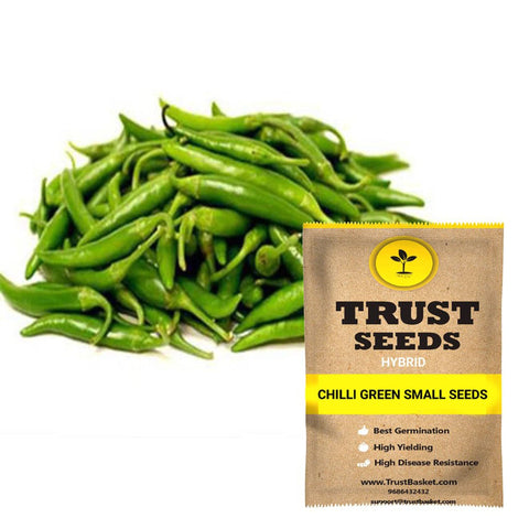 Seeds to start in August Month - Chilli green small seeds (Hybrid)
