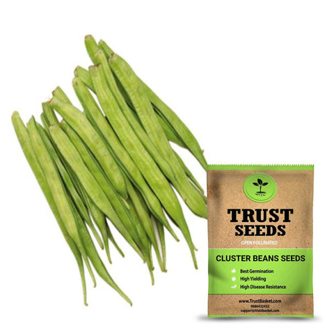 Buy Best Cluster Bean Plant Seeds Online - Cluster beans seeds (Open Pollinated)
