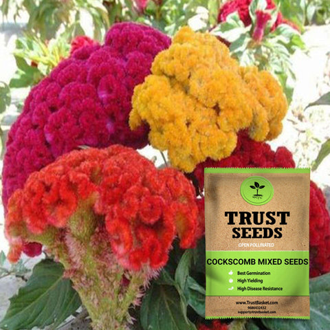 Buy Best Cockscomb Plant Seeds Online - Cockscomb mixed seeds (Open Pollinated)