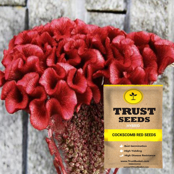 Cockscomb red seeds (Hybrid)