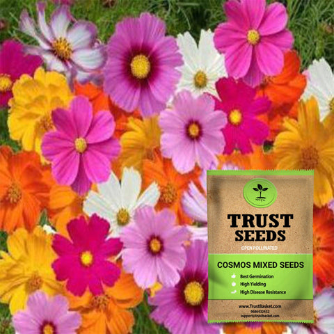 Buy Best Cosmos Plant Seeds Online - Cosmos mixed seeds (Open Pollinated)