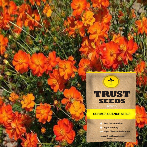 Cosmos orange seeds (Hybrid)