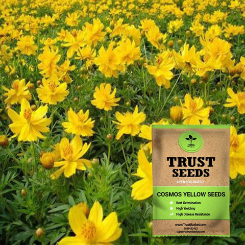 Bloom 5 - Cosmos yellow seeds (Open Pollinated)