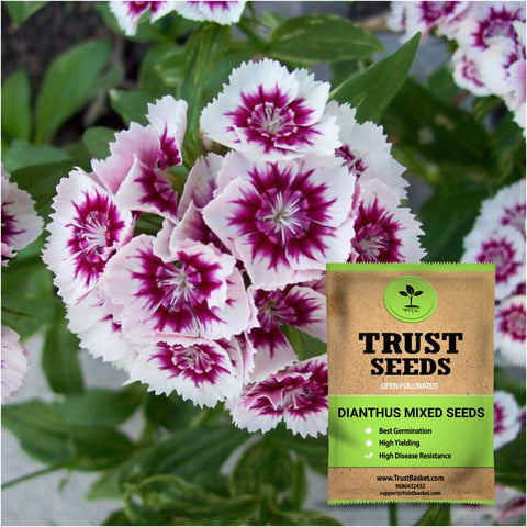 Buy Best Dianthus Plant Seeds Online - Dianthus mixed seeds (Open Pollinated)