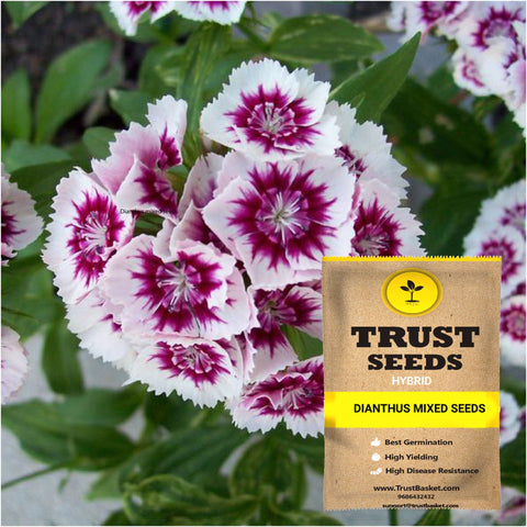 Bloom 5 - Dianthus mixed seeds (Hybrid)