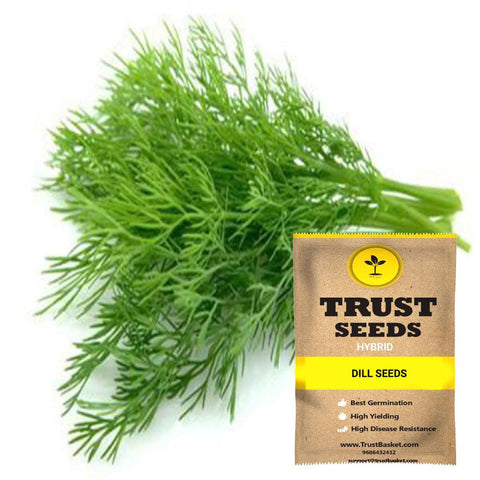 Buy Best Dill Plant Seeds Online - Dill Seeds (Hybrid)