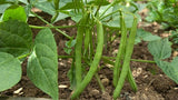 French beans seeds (Hybrid)