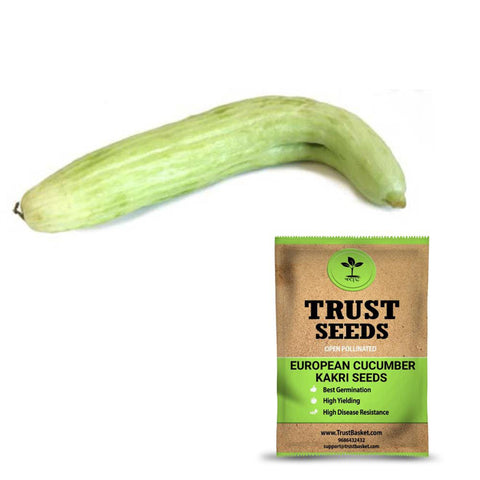 Buy Best Cucumber Plant Seeds Online - European cucumber- Kakri Seeds (Open Pollinated)