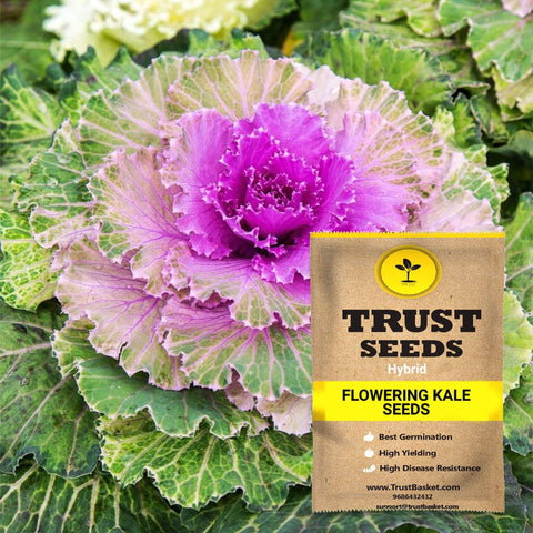 Seeds to start in August Month - Flowering Kale Seeds (Hybrid)