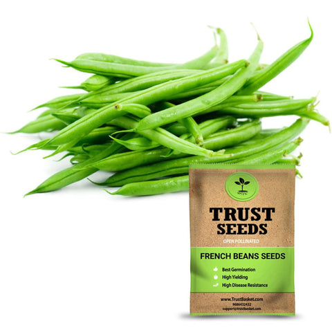 Buy Best Beans Plant Seeds Online - French beans seeds (Open Pollinated)