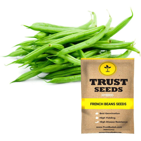 Seeds to start in August Month - French beans seeds (Hybrid)