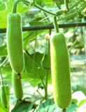 Bottle gourd long seeds (Hybrid)