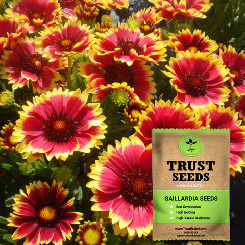 Buy Best Gaillardia Plant Seeds Online - Gaillardia seeds (Open Pollinated)