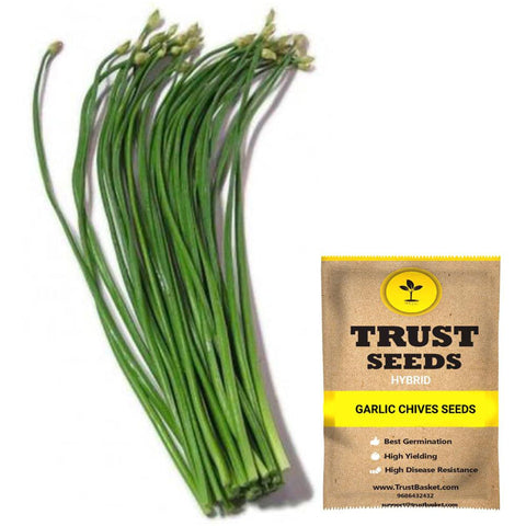 Gardening Products Under 299 - Garlic chives Seeds (Hybrid)